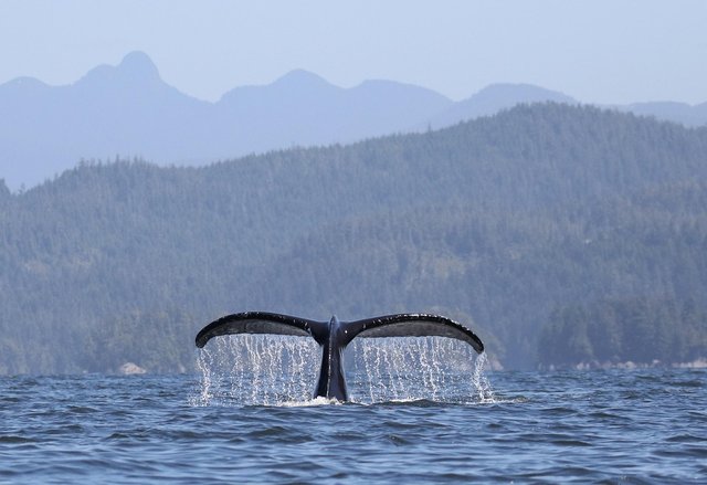 whale-7804161_1280.jpg