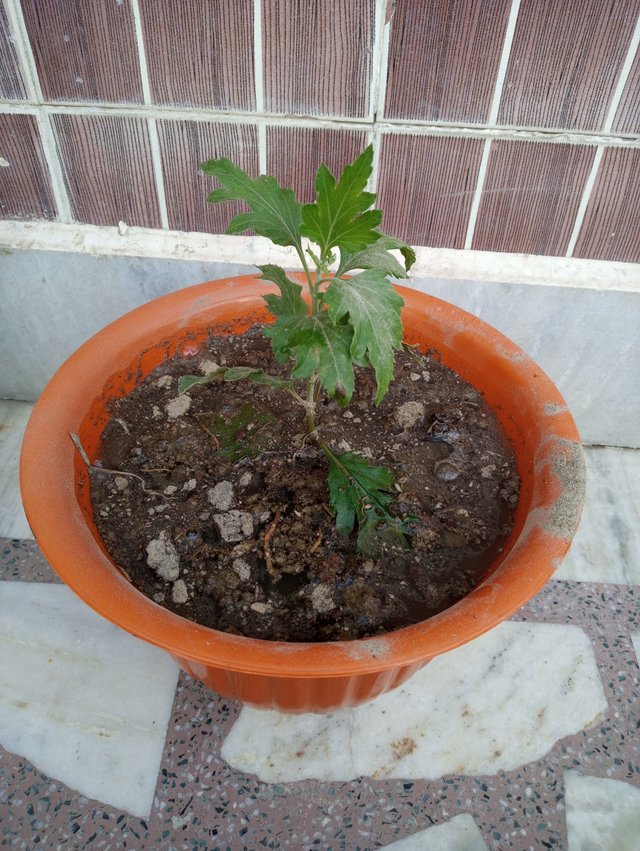 20200929_072318.jpg
