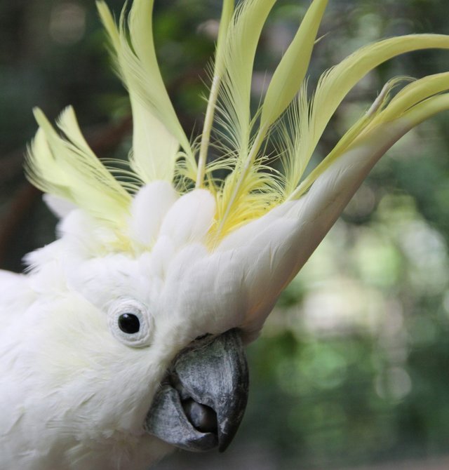 Sulphur-crested_cockatoo.jpg