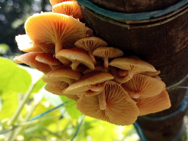 mashrooms (3).jpg