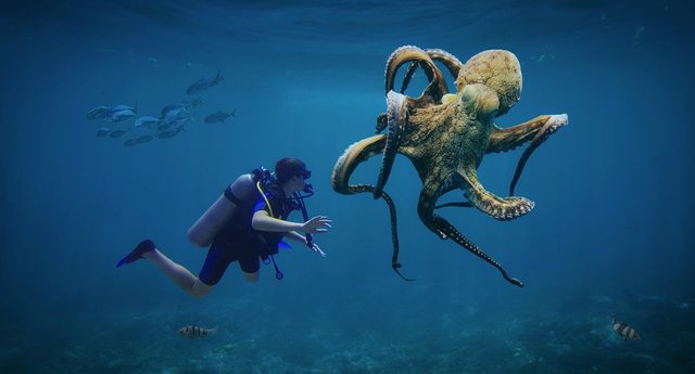 octopus-6824384_1280.jpg