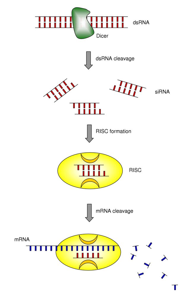 Mechanism_of_RNA_interference.jpg