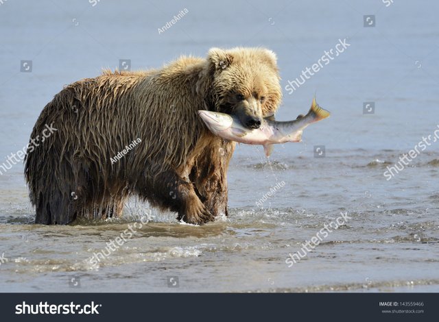 stock-photo-grizzly-bear-with-salmon-in-mouth-143559466.jpg