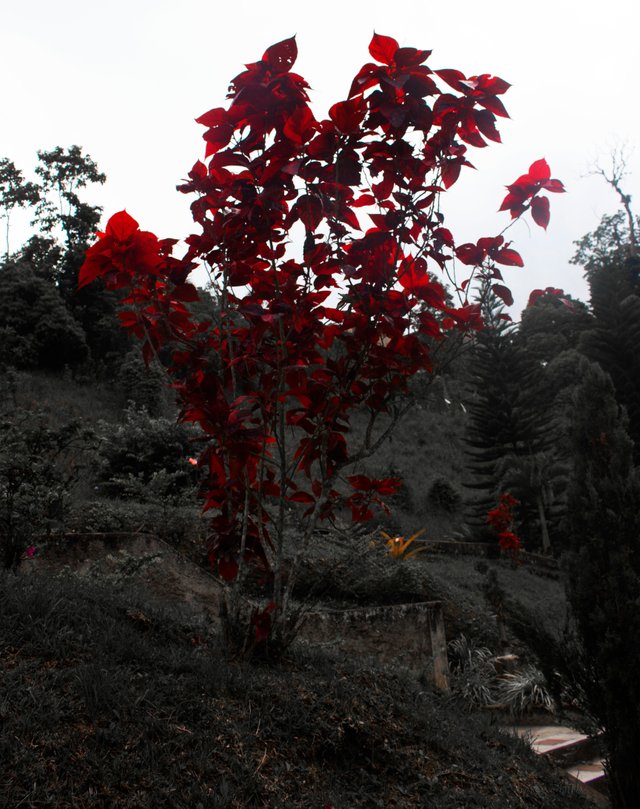red-bush.jpg
