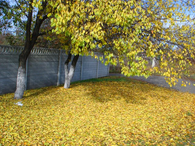 DSC03341.JPG