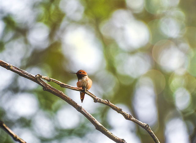 crimsonclad orange hummingbird on bokeh