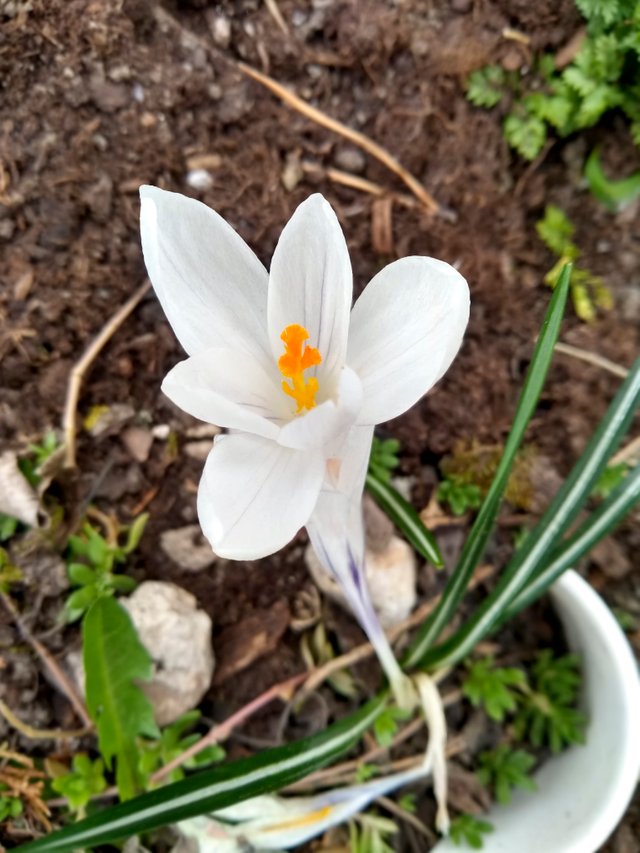 Crocus vernus.jpg