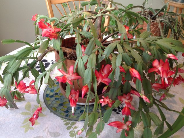 Monday Red February Cactus In Full Bloom Steemit