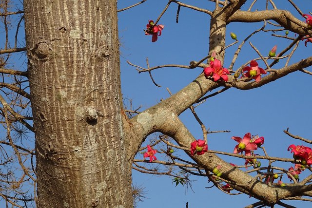 tree-2079877_1920.jpg