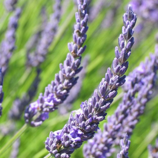 spike-lavender-essential-oil.jpg