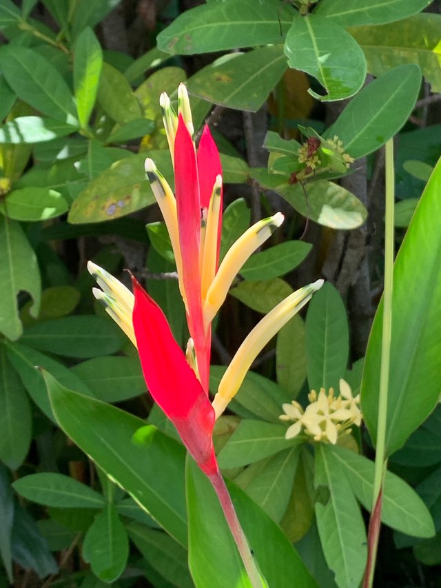 garden122.jpg