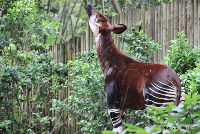 okapi3.jpg