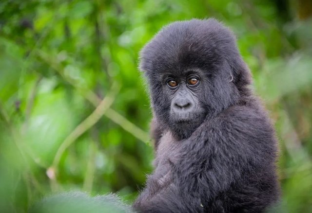 Best Tips for Gorilla Safari Rwanda for Primate Lovers.jpg