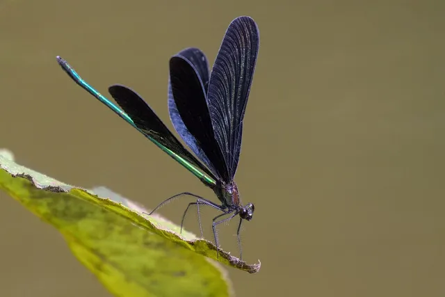 dragon-fly-8229773_1280.webp