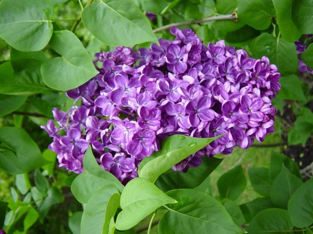 lilac.jpg