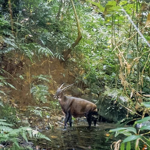 Why the Saola Is Endangered _ What We Can Do_.jpeg