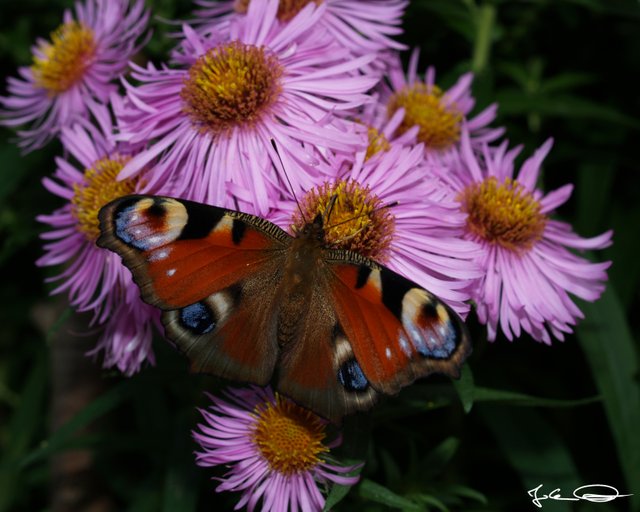 2018-10-Butterfly-European-Peacock-05.jpg