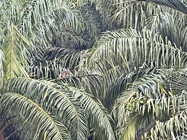 IMG_9528.jpeg
