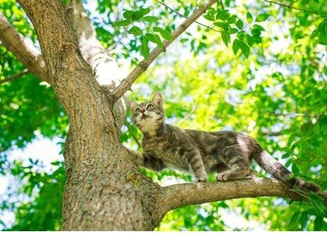 cute-tabby-kitten-climbed-tree-260nw-1127854538_1.jpg