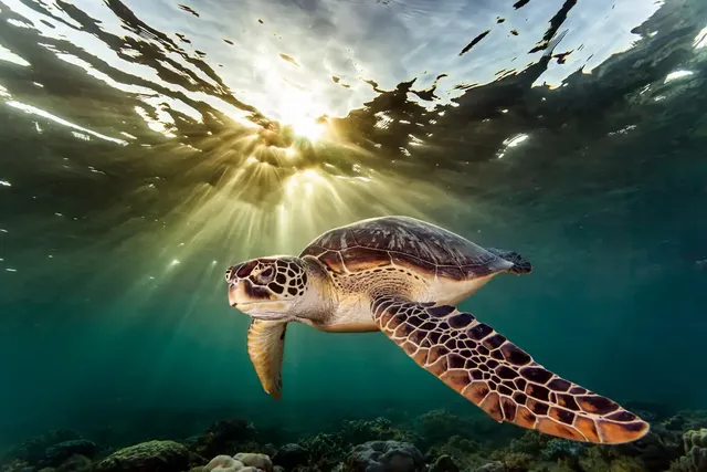 httpsimages.newscientist.comwp-contentuploads2020071523473416-july_sea-turtles.jpg.webp