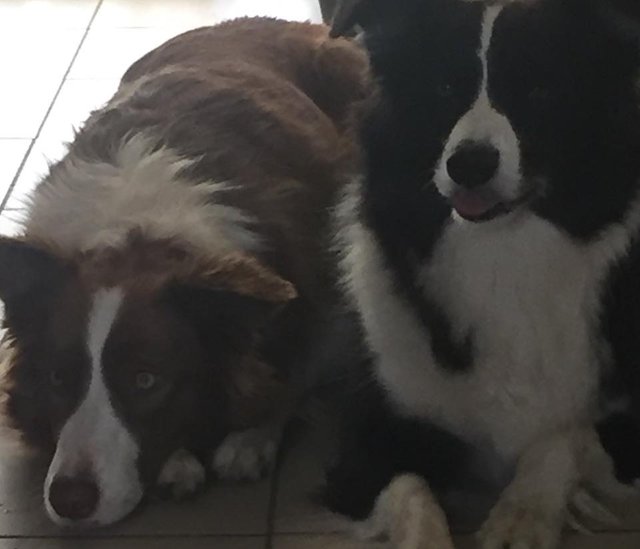 border collies.jpg