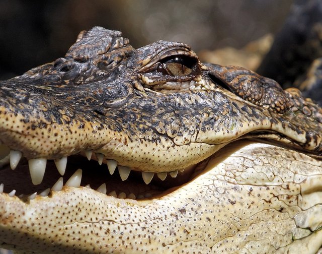 alligator2134131_1280.jpg