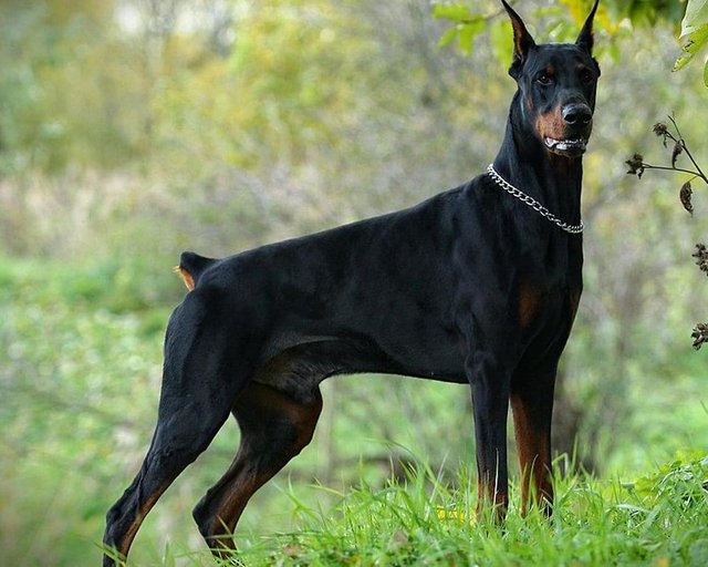 doberman-pinscher.jpg