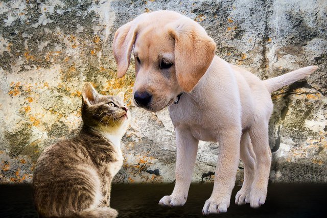 dog and cat.jpg