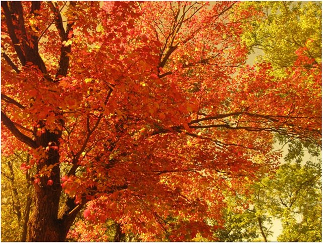 Fall Maple tree 2.jpg