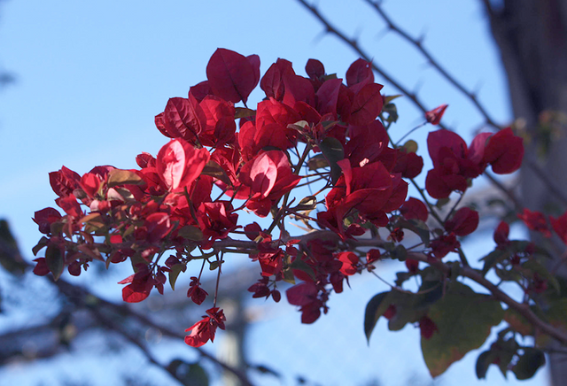 blue-cc-red-leaves.png