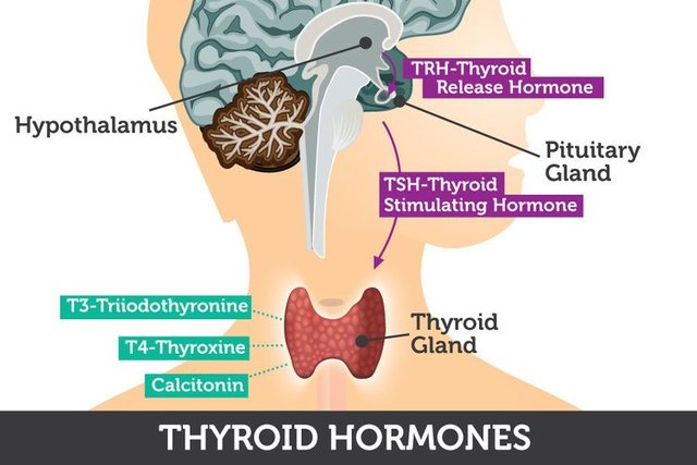 thyroid-hormones.jpg