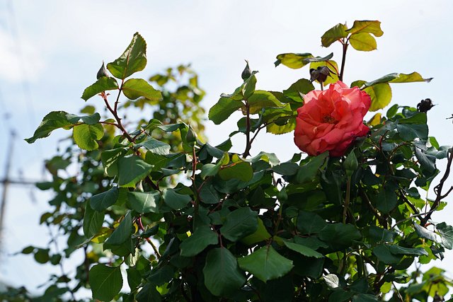 b-DSC09291.JPG