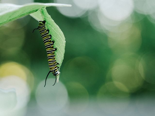 caterpillar-918710__480.jpg