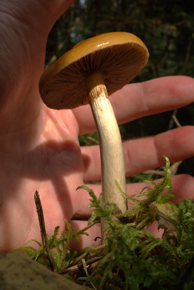 dsc00748.jpg