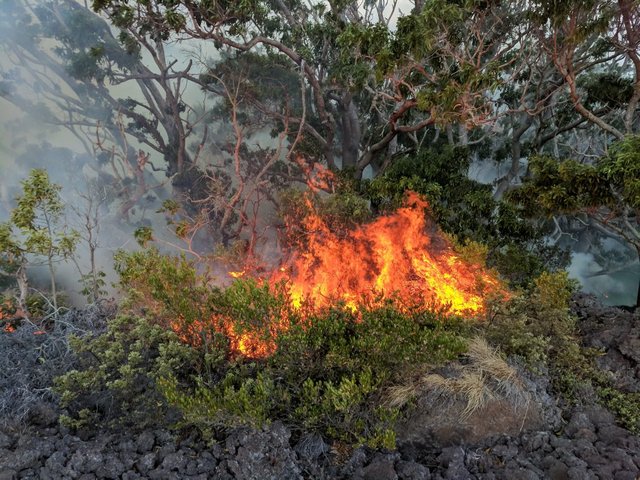 Mauna-Loa-brushfire.jpg