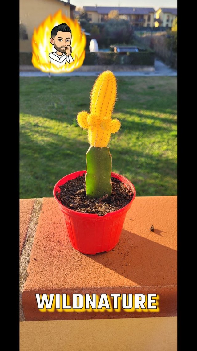 gymnocalycium mihnovichii Giallo.jpg