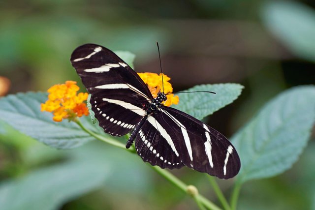 Beautiful Zebra Butterfly (5).jpg