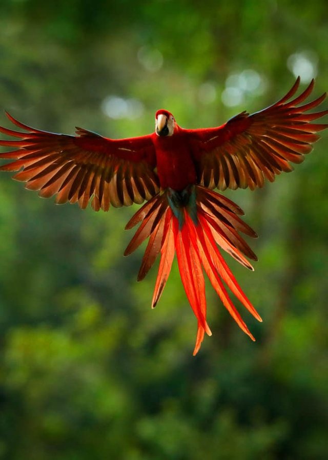 scarlet-macaw-colors-731x1024.jpg