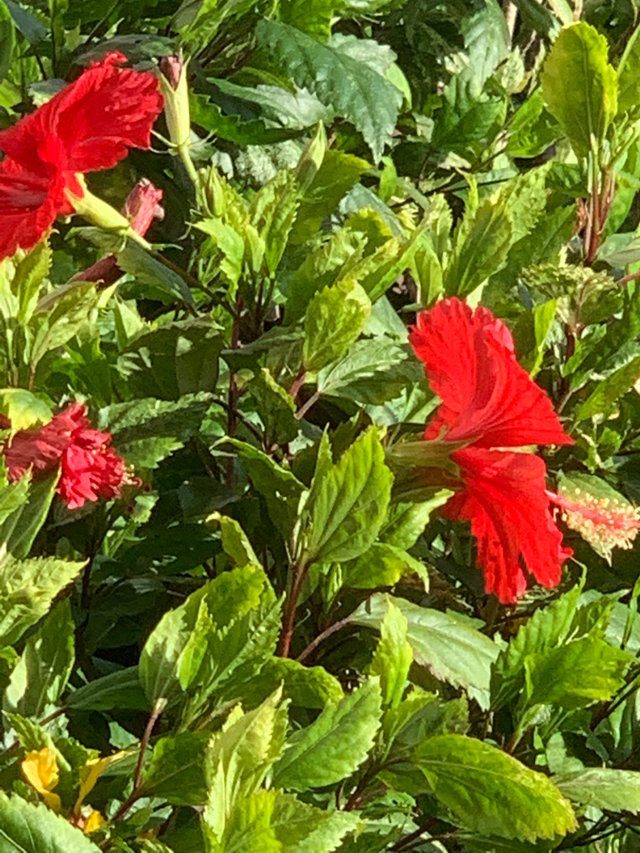 flower123.jpg