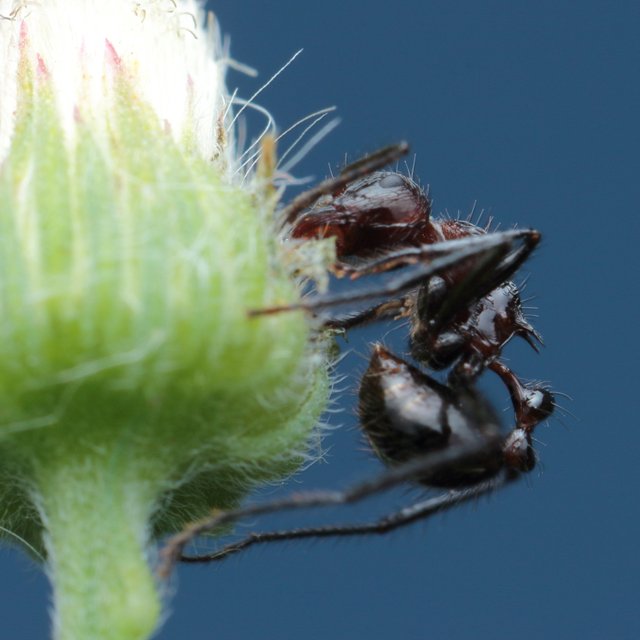 BAP00008_Myrmecaria Natalensis_00000002.JPG