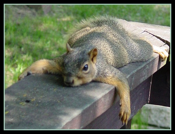 squirrel-lying-down-crop.jpg