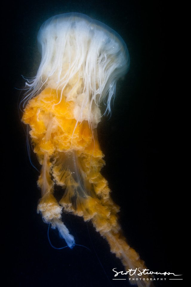 Jellyfish-3.jpg