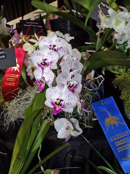 Orchid Show11 crop February 2020.jpg