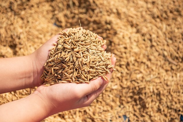 paddy-harvest-golden-yellow-paddy-hand-farmer-carrying-paddy-hand-rice_1150-45680.jpg