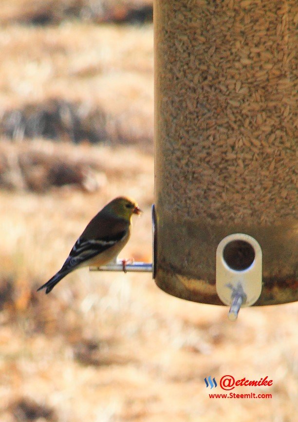 American Goldfinch IMG_0156.JPG