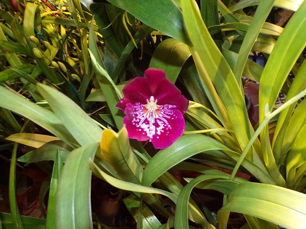 Orchid Show red dancing lady crop February 2020.jpg