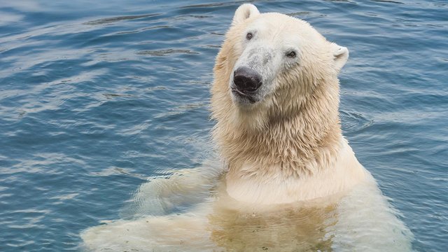 german-zoo-coronavirus-crisis-animals-1587026458.jpg