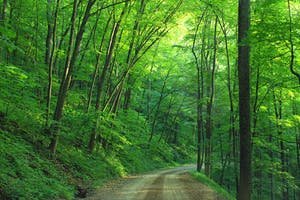 woods-landscape-road-loyalsock-state-forest-163703.jpeg
