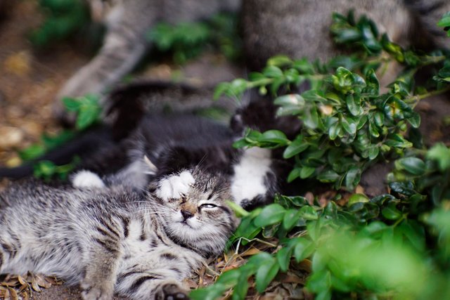 kittens chilling 3.jpg