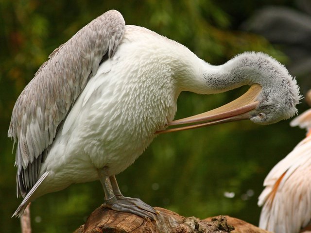 Dalmatian Pelican 08.jpg